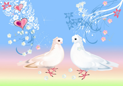 两个白色的鸽子在浅色背景上
