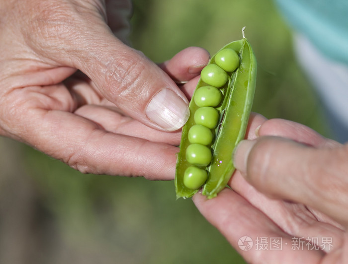 女人手按住裂纹的豌豆荚