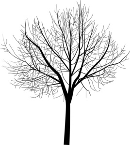 孤立光秃秃的树图