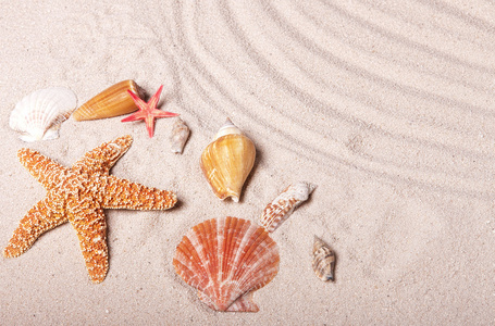 贝壳和沙滩上的海星
