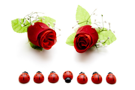 瓢虫与红玫瑰