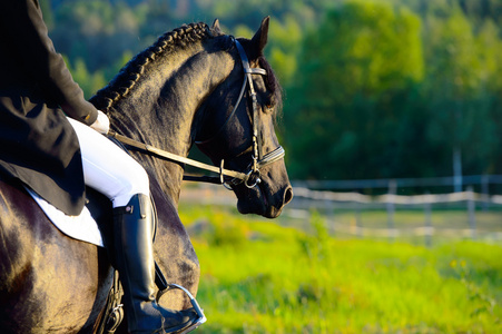 在夕阳与车手 friesian 黑马