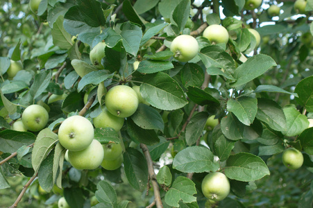 许多绿色苹果在苹果树特写