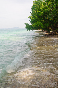 由海树