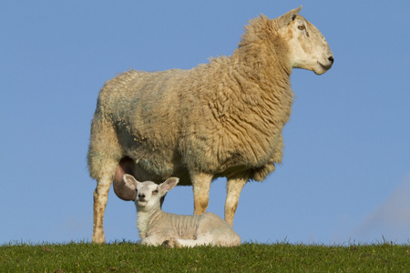 羊和羊肉在农村外地休息