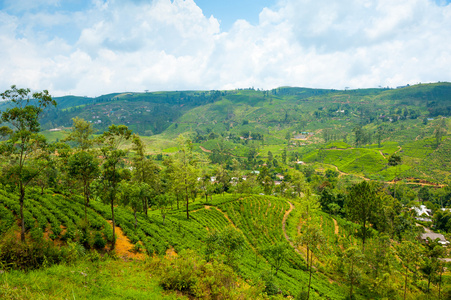 茶叶种植园景观