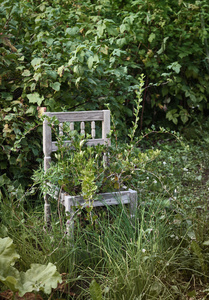 旧木椅在野生花园
