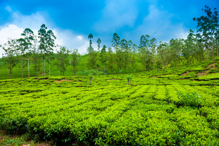 茶叶种植园景观