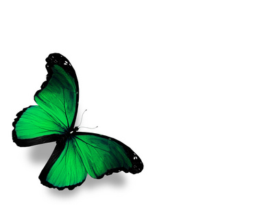暗绿色蝴蝶蝶，孤立在白色