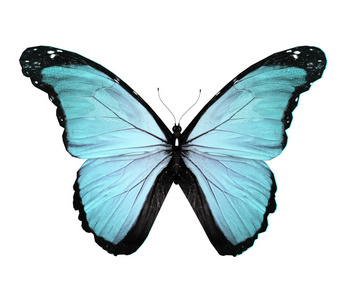 蓝蝶，孤立在白色