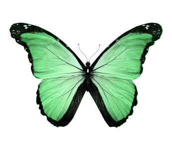 绿蝶，孤立在白色