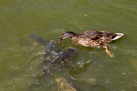 与鲤鱼鱼在湖中野鸭图片
