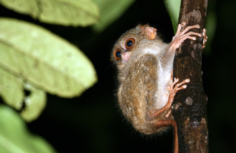 眼镜猴 tarsius syrichta，世界上最小的灵长类动物