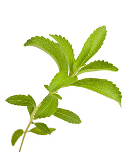 甜叶菊分支图片