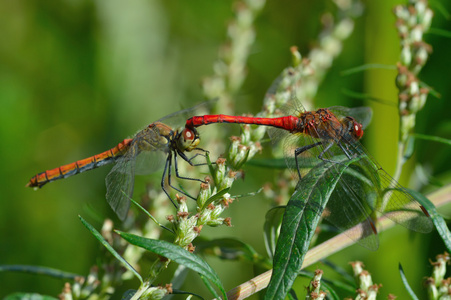 两个美丽的蜻蜓