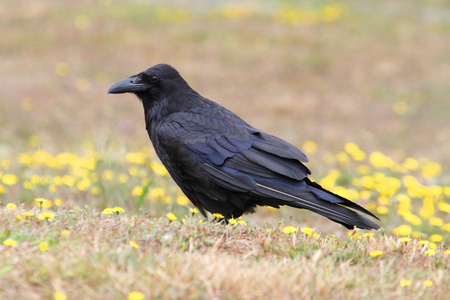 普通乌鸦Corvus Corax