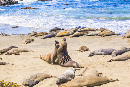 在海滩上的 sealions