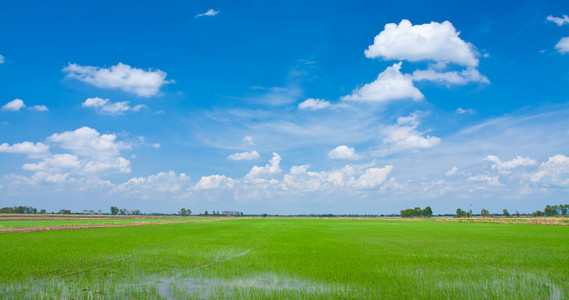 绿色的原野