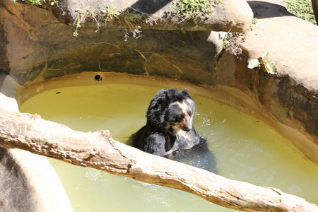 黑熊爬出水面图片