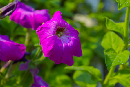 在乌克兰的 thunbergia