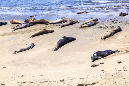 sealions 放松和睡在沙滩