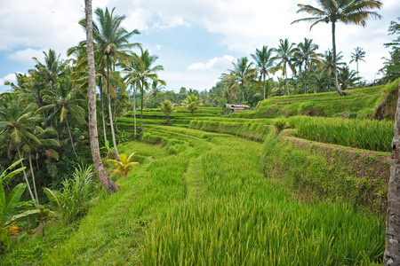 令人惊叹的露台稻田，乌布，巴厘岛印度尼西亚