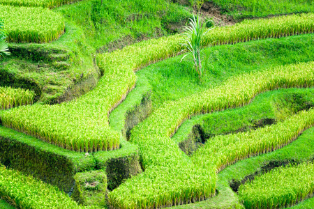 令人惊叹的露台稻田，乌布，巴厘岛印度尼西亚