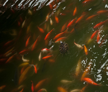 多彩锦鲤鱼或鲤鱼中国鱼在水中