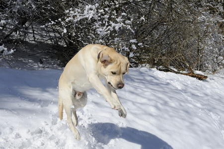 拉布拉多玩雪