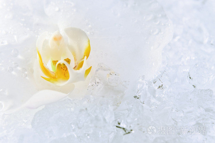 在冰上的白色兰花