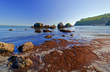岩石和海藻在退潮