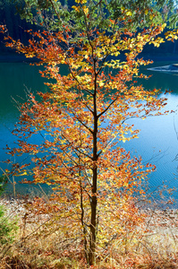 秋天一棵树和 synevir 湖