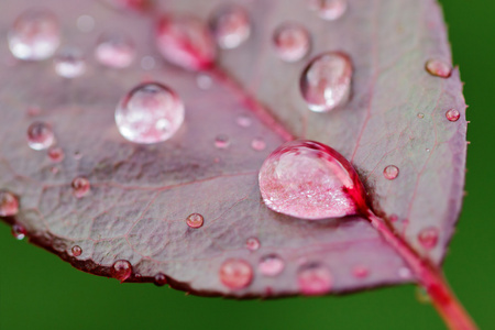 粉红色的叶子上的水滴