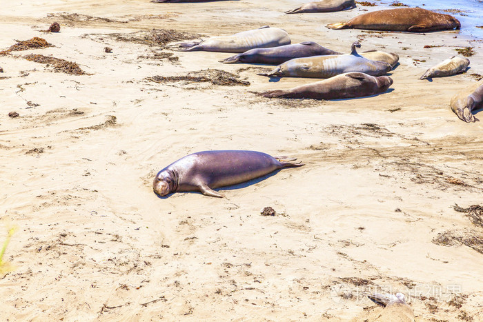 在海滩上的 sealions