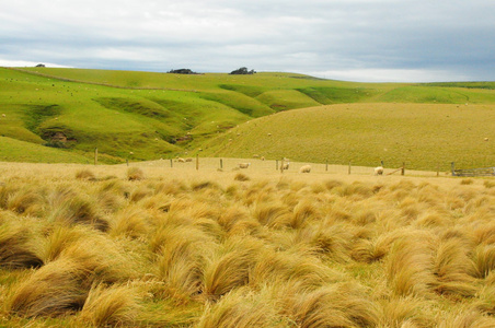 新西兰草丛图片