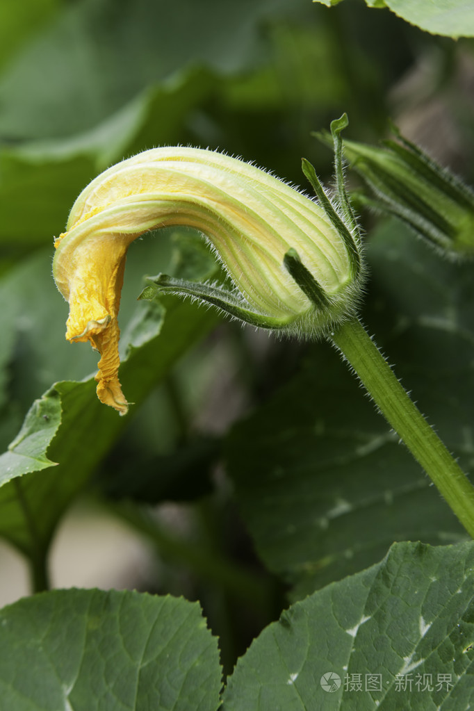 南瓜植物的花