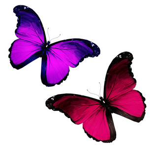 两个紫飞，孤立在白色背景