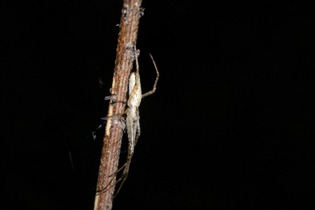 蜘蛛Argiope Bruennichi