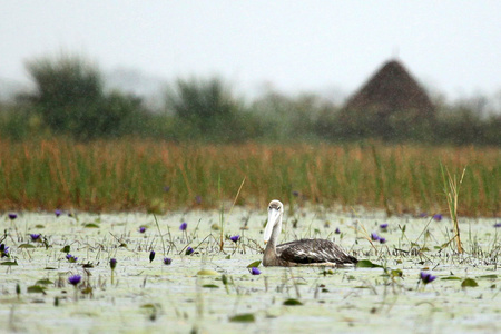 大白鹈鹕湖 opeta乌干达 非洲