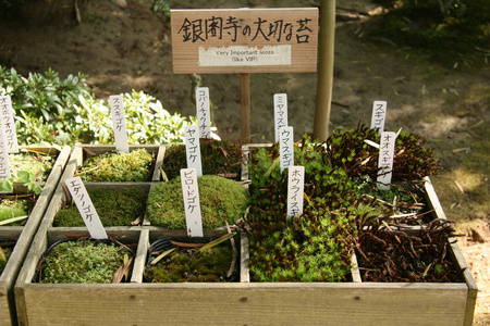 ginkakuji , , 