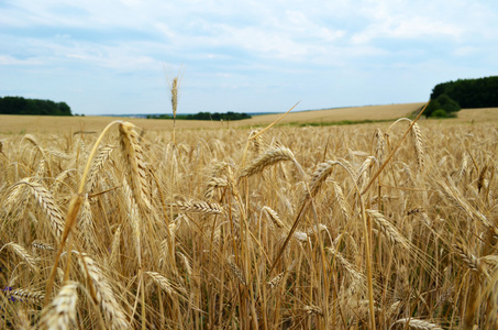 金黄耳朵的小麦的领域