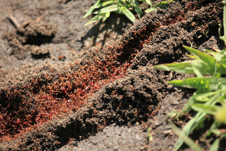 蚂蚁区红蚂蚁-bigodi 湿地-乌干达, 非洲照片