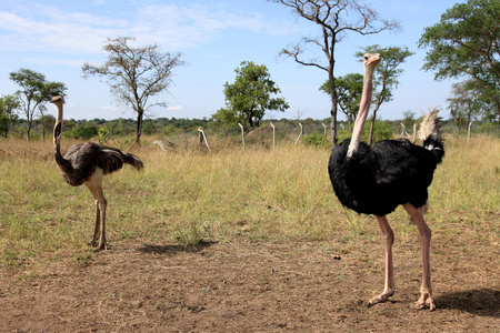 非洲鸵鸟乌干达