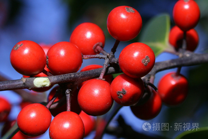 在森林里的冬青树上的红色浆果