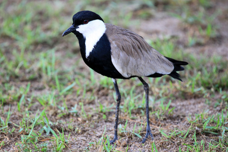 鸟野生动物保护区乌干达