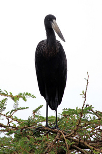 宜必思鸟野生动物保护区乌干达