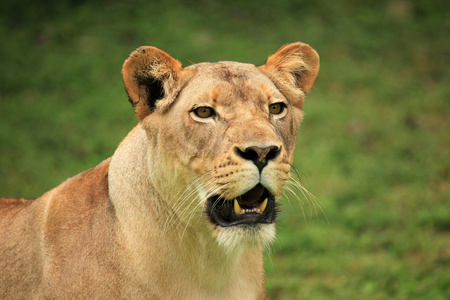 狮子非洲野生动物