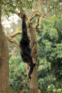 黑猩猩非洲野生动物