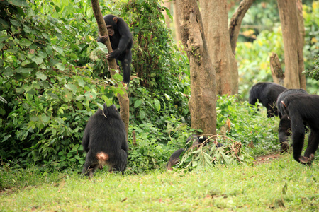 黑猩猩非洲野生动物