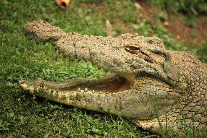 crocodille非洲野生动物